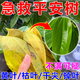 平安樹(shù)葉子干枯發(fā)黃專用營(yíng)養(yǎng)液肥料急救炭疽黑斑病爛根落葉殺菌劑 營(yíng)養(yǎng)液1瓶裝 500ml