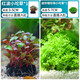 瘋狂水草（FKSC）魚(yú)缸水草植物直接入缸陰性水草浮萍凈化水質(zhì)套餐懶人 【紅波+矮珍珠】經(jīng)典坨草組合