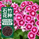 花沃里 五彩石竹花種子 花卉種子家庭盆栽陽(yáng)臺辦公室/庭院約50粒/袋
