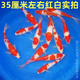 招財如意精品錦鯉魚高端觀賞魚冷水魚好養(yǎng)耐活魚純種大魚風(fēng)水紅白大正金魚 精品紅白錦鯉 14-16cm3條(測量發(fā)貨)