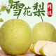 京覓河北趙縣特產(chǎn)趙州雪花梨單果300g起8斤冰糖雪梨 禮盒裝源頭直發(fā)