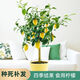 檸檬樹(shù)苗帶果檸檬苗香水檸檬樹(shù)苗綠植室內陽(yáng)臺庭院植物盆栽地栽四季結果當年結果 高桿檸檬1.35-1.5 1年小苗