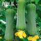 肉絲瓜種子老品種絲瓜爬藤早熟陽(yáng)臺庭院易種植蔬菜絲瓜種子大全 肉絲瓜種子【1包 約20?！? title=