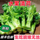 云南高原水果清芹生吃新鮮水果芹菜西芹當(dāng)季蔬菜現(xiàn)采現(xiàn)發(fā)綠色青菜 1500g