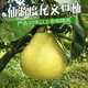 正宗福建仙游度尾紅心文旦柚當季新鮮水果三十年老樹(shù)精品果 【自家果場(chǎng)】老樹(shù)A級果 20斤熱銷(xiāo)網(wǎng)袋裝