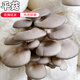 密水農(nóng)家密云農(nóng)業(yè) 本地自種平菇 農(nóng)家大葉蘑菇 300g  生鮮蔬菜 食用菌類