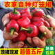 辰實(shí)【現(xiàn)貨】燈籠椒 子彈頭辣椒 新鮮草莓椒 紅辣椒海椒泡椒剁辣椒 5斤【現(xiàn)摘現(xiàn)發(fā)】紅色
