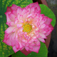 花無(wú)涯（huawuya）小型碗蓮苗根莖帶花根塊水生微型小荷花種藕荷花苗碗蓮根蓮花根 臨安春雨 不含盆