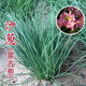 野生沙蔥種子胡蔥種孑耐寒耐旱四季韭蔥香蔥盆栽陽(yáng)臺(tái)蔬菜種籽內(nèi)蒙 沙蔥種子【營(yíng)養(yǎng)豐富】多次采收 優(yōu)質(zhì)種子：1包【約1000?！?宋品