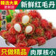 夢(mèng)茜兒順豐 紅毛丹 新鮮5斤毛荔枝水果海南保亭時(shí)令孕婦生鮮 A級(jí) 3斤 精品大果｜香甜 順豐陸運(yùn)