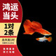瘋狂水草孔雀魚活體水族寵物觀賞魚冷水耐活小型熱帶魚淡水魚苗 鴻運(yùn)當(dāng)頭1對【4CM左右】
