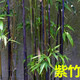 姜南庭院植物地栽竹子苗紫竹青竹竹苗竹根竹子四季青別墅圍墻觀賞綠化 紫竹 1公分