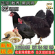 羽富貴正宗黑鳳雞青腳雞新鮮現(xiàn)殺土雞散養(yǎng)母雞煲湯滋補走地雞大公雞整只 當(dāng)天宰殺/每只保留（雞心肝胗） 1只(黑鳳母雞)凈重2.3-2.8斤