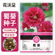 花沃里蜀葵花種子約200粒 花卉種子盆栽陽(yáng)臺種菜土四季草籽陽(yáng)臺庭院田間