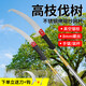 研然 新款高枝鋸高空剪加長(cháng)伸縮桿不銹鋼5米伸縮高空剪套裝+手套