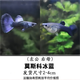 卡奇魚 觀賞魚 熱帶魚小型魚鳳尾魚孔雀魚純種孕母活魚繁殖魚淡水魚好養(yǎng) 冰蘭孔雀魚1對