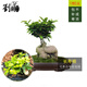 劉閣蘭花 矮種榕樹(shù)綠植花卉盆栽 長(cháng)壽榕 中型盆景樹(shù)樁 四季常青吸甲醛基地直銷(xiāo) 中型盆景，帶培養盆土發(fā)貨