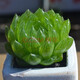 墨一（MOYI）玉露多肉植物帶盆栽好十二卷花卉玉露多肉室內(nèi)盆栽 櫻水晶玉露4-6cm 帶盆栽好