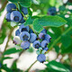 虹越（HONGYUE）藍莓果苗盆栽苗 南方北方庭院陽(yáng)臺種植果樹(shù)苗HN 【南北可種】“一號藍莓”1加侖
