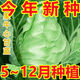 京譽(yù)【苞發(fā)芽】春秋特大牛心包菜蓮花白種籽卷心菜蔬菜春耐寒四季甘藍(lán) 【特大】牛心甘藍(lán)種子##2024新種 粒粒精選：5包約2500粒 高發(fā)芽率