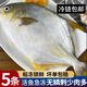 賣(mài)魚(yú)七郎【超大金鯧魚(yú)】賣(mài)魚(yú)七郎新鮮金鯧魚(yú)特大號鯧魚(yú)冷凍銀鯧魚(yú)海鮮水產(chǎn) 550g 3條裝【開(kāi)海新捕】多買(mǎi)多惠