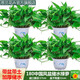思蘭綠蘿盆栽大盆景室內(nèi)新房吸除甲醛鮮活綠植物花卉長藤大葉綠籮批發(fā) 180大中國風(fēng)儲水綠蘿【4盆】10肥