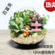 微景觀(guān) 創(chuàng  )意植物 迷你盆栽 DIY植物 生日禮物 苔蘚生態(tài)瓶綠色景觀(guān) 12斜陽(yáng)光