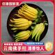 云南新鮮佛手果佛手柑香櫞黃色佛手水培觀賞清供食用把玩聞香 甄選丨2斤-含箱 丨不帶支-青果-觀賞型-普運
