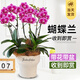 臨雅【帶花帶盆】蝴蝶蘭盆栽大花型客廳帶花苞年宵花卉開業(yè)送禮真鮮花 【玫紅系】6花箭+米色潑墨煙囪盆