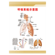血管系統示意圖解剖圖宣傳畫(huà)海報掛圖標語(yǔ)醫院文化宣傳欄展板墻貼紙WSE43 WSE43-01  呼吸系統示意圖 100*70厘米/張 PP貼紙
