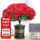 花翁杜鵑花盆栽花卉植物帶花苞綠植 大號(hào)紅色杜鵑(1加侖盆)源頭直發(fā)