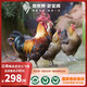 微世界云南·精品武定小飛雞·自然慢長(cháng)240天土雞順豐生鮮云雞2.2-2.8斤