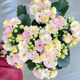 愛(ài)你一萬(wàn)年長(cháng)壽花盆栽重瓣金狐貍大花帶花苞花苗四季室內開(kāi)花好養的花卉植物 【變色龍】帶花苞+肥料 原土盆