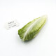 威廉農(nóng)場(chǎng)羅馬生菜心 羅馬菜心 菜心 蔬菜  Romaine Lettuce (big) 500g 500g