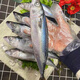 森圖鮮新鮮冷凍鮐鲅魚馬鮫魚青條魚青占魚鮐魚深海魚海鮮水產(chǎn)批發(fā) 三斤裝