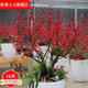 縱觀(guān)天下北美冬青盆栽紅果樹(shù)苗觀(guān)賞盆景冬青紅果年宵花卉盆栽相思豆綠植花 5年苗40厘米左右(不含盆) 5年以上含盆