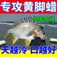 黃腳臘魚(yú)餌料黃腳立餌料海釣黃鰭鯛黑鯛烏頭魚(yú)餌料四季通用爆護 5袋裝（一天能釣上千斤）