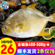 一蝦一世界 國產(chǎn)新鮮冷凍無冰衣白鯧魚/金鯧魚 清蒸香煎燒烤食材 新鮮捕撈 金鯧魚400-500g/條