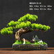 桔梗謠 仿真迎客松擺件 植物盆景室內(nèi)松柏擺件綠植盆栽客廳玄關(guān)走廊辦公室桌面售樓部酒店造景裝飾品新中式 春意盎然-美人松（仿石槽盆）