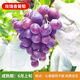 玩冒（WMO）嫁接葡萄苖耐寒果樹(shù)藍寶石盆栽庭院南方北方種植巨峰無(wú)籽葡萄樹(shù)苗 玫瑰香 3年苗 明年結果