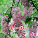 周大闖紫藤花庭院花園爬藤攀援開(kāi)花植物花樹(shù)苗盆栽花卉爬山虎紫藤苗木 美人藤5歲苗