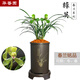 華香園【綠英】蘭花苗濃幽香型不帶花苞辦公室內盆栽盆景耐陰綠植物綠植 綠英1棵5苗不帶花苞裸根發(fā)貨