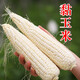 密水農(nóng)家北京水源地 新鮮黏玉米 農(nóng)家棒子 兒時味道非轉(zhuǎn)基因 粘玉米 黏玉米5斤
