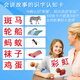 杜曼閃卡 百科識字卡百科閱讀寶盒 右腦開(kāi)發(fā)早教啟蒙 識字卡中文卡300張