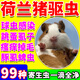 荷蘭豬驅蟲(chóng)藥倉鼠豚鼠專(zhuān)用體外驅蟲(chóng)噴霧跳蚤虱子蜱球蟲(chóng)全清除蟲(chóng)藥 1瓶裝【體外噴劑】