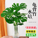 愛(ài)優(yōu)尚水培龜背竹盆栽客廳室內(nèi)辦公室桌面植物2株吸甲醛源頭直發(fā)