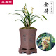 華香園綠植花卉 蘭花苗 濃香四季蘭建蘭【金荷】辦公室內(nèi)盆栽盆景帶花苞 金荷 1棵5苗 不帶花苞 裸根發(fā)貨