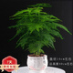 文竹盆栽 大文竹盆栽植物辦公室內桌面綠植 大文竹+堅持花盆 含盆