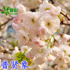 苗彩園藝 櫻花樹(shù)苗日本櫻花苗嫁接櫻花小苗工程綠化樹(shù)苗庭院觀(guān)賞花苗櫻花苗行道樹(shù)苗木風(fēng)景樹(shù)當年開(kāi)花 普賢象 1-1.2米以上高壯苗