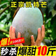 攀枝花凱特芒果10斤新鮮水果芒果當(dāng)季水果整箱芒果青皮大芒果甜心 3斤精品果【單果400-500g起】